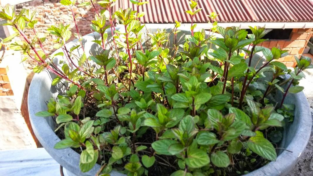 Pencerenin önünde yetiştirdiğiniz nane bakın ne işe yarıyor - Resim: 11